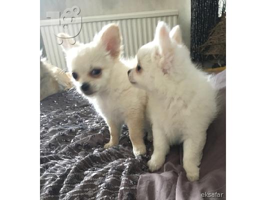 Chihuahua për shitje.
